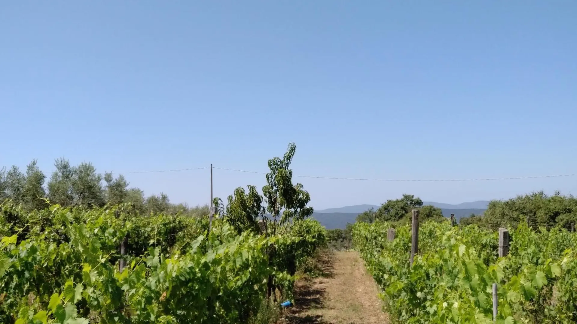 Villa Torricelle: Tuscan Retreat with Infinity Pool and Sea View Pancole